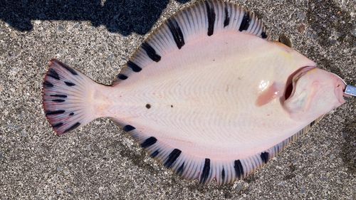 カレイの釣果