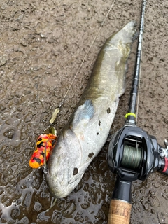ナマズの釣果