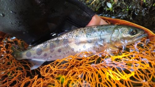 ヤマメの釣果