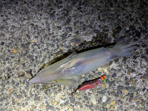 ケンサキイカの釣果