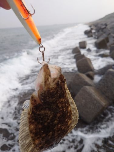 ソゲの釣果