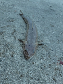 エソの釣果