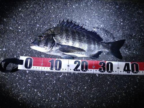 セイゴ（マルスズキ）の釣果