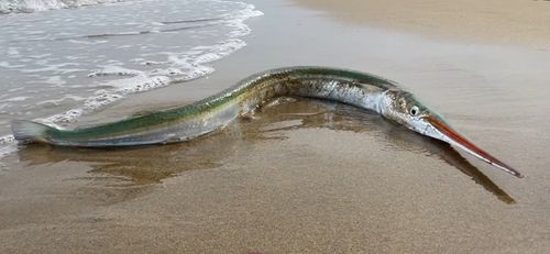 ダツの釣果