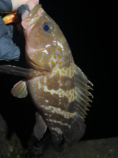 キジハタの釣果