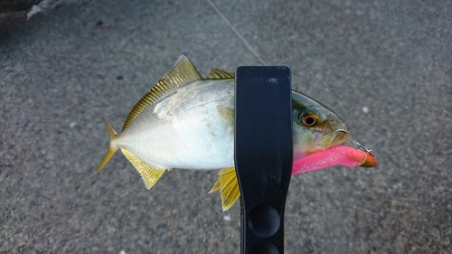 ショゴの釣果