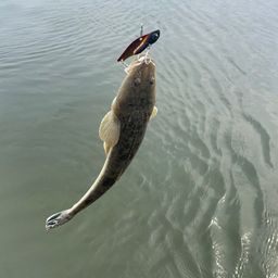 マゴチ