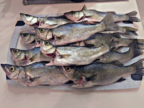 シーバスの釣果