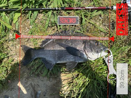 チヌの釣果