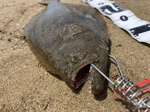 ヒラメの釣果