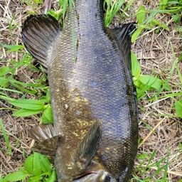 スモールマウスバス