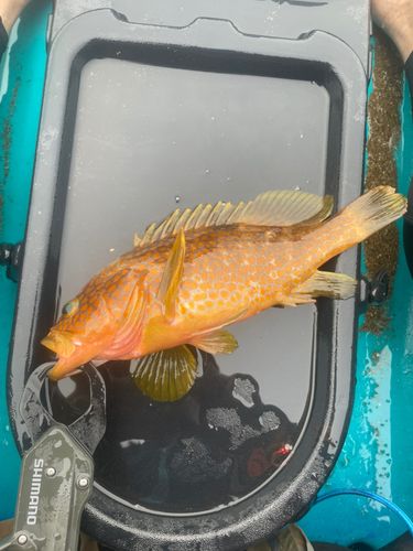 キジハタの釣果