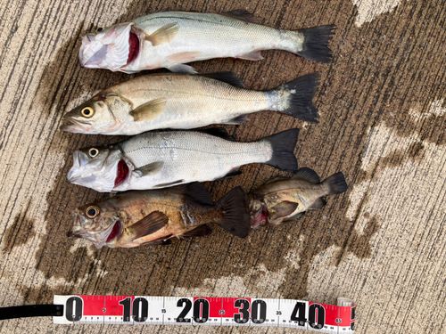 メバルの釣果