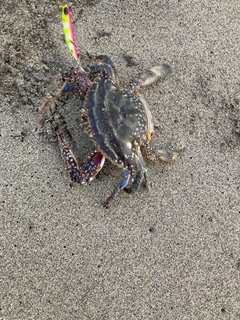 ワタリガニの釣果