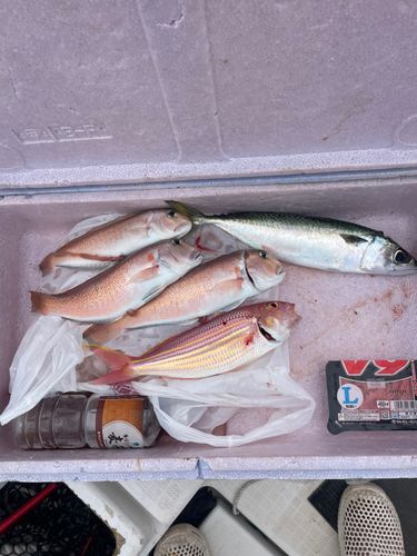 シロアマダイの釣果