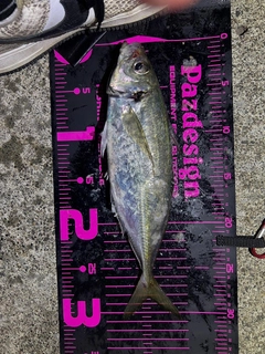 マアジの釣果