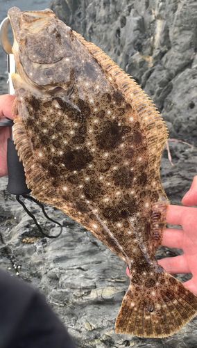ヒラメの釣果