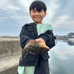 アイナメ