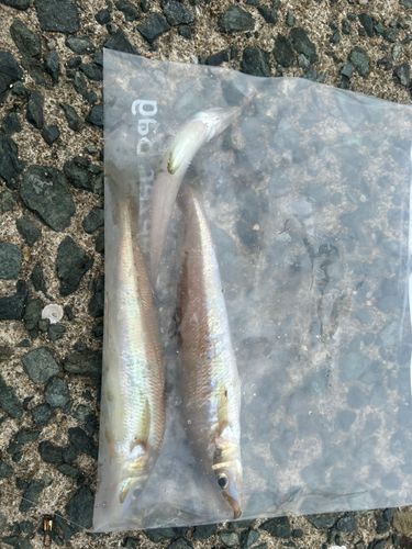 キスの釣果