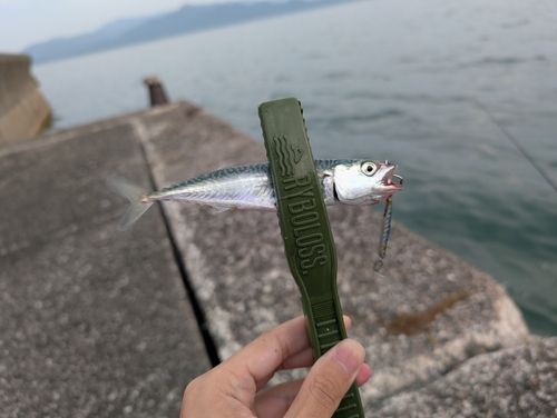 マサバの釣果