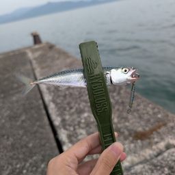 マサバ
