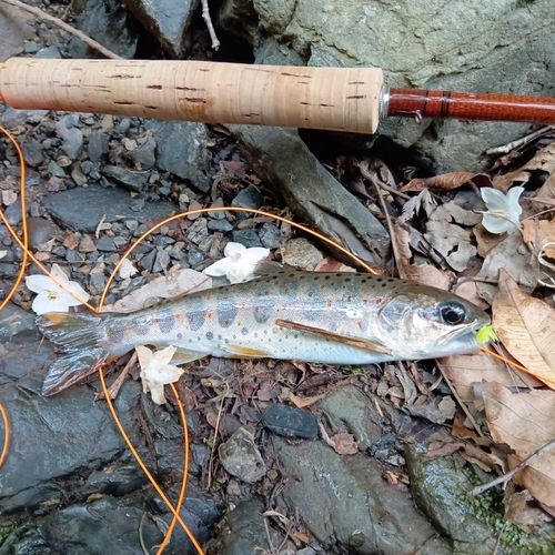 アマゴの釣果