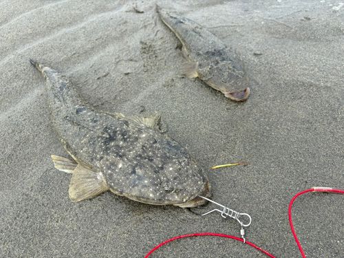 マゴチの釣果