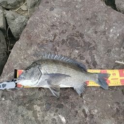 クロダイ