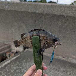 メバル