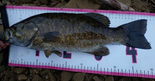 スモールマウスバスの釣果