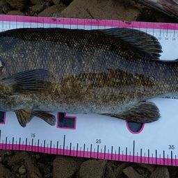 スモールマウスバス