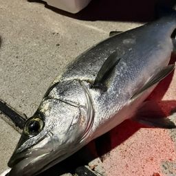 セイゴ（ヒラスズキ）