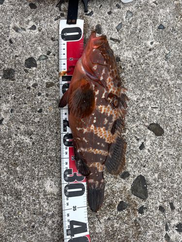 キジハタの釣果