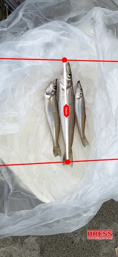 キスの釣果
