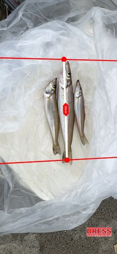 キスの釣果