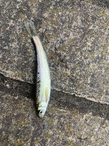 モロコの釣果