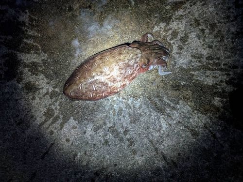 釣果