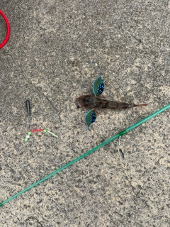 ホウボウの釣果
