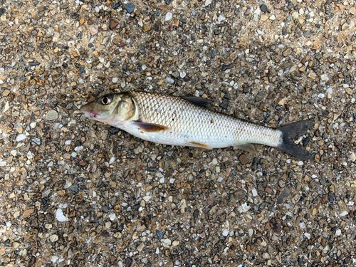 ニゴイの釣果