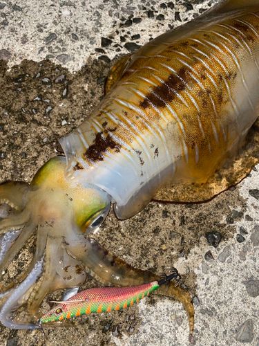 アオリイカの釣果