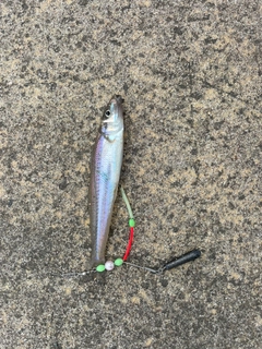 シロギスの釣果