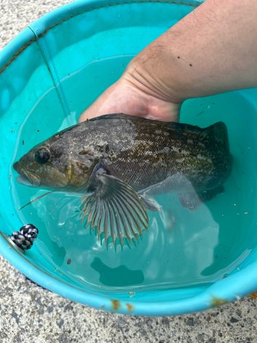 アイナメの釣果