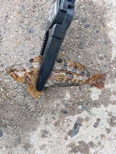 アイナメの釣果