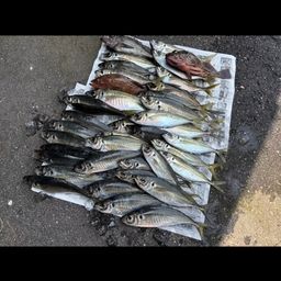アジ