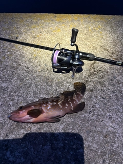 キジハタの釣果