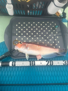 アマダイの釣果