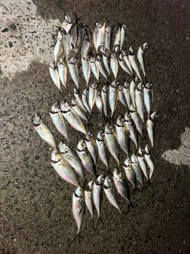 アジの釣果