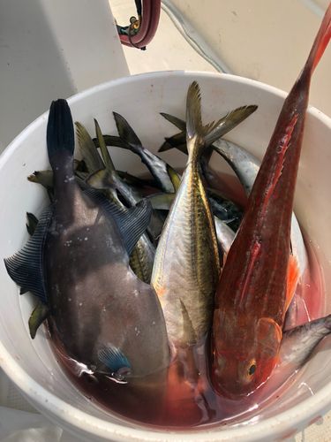 カワハギの釣果