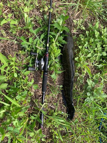 ライギョの釣果