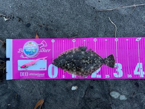 ヒラメの釣果